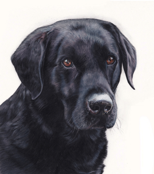 Final stage of Finley's portrait