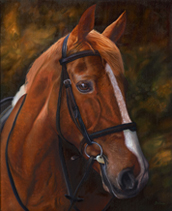 Horse portraits
