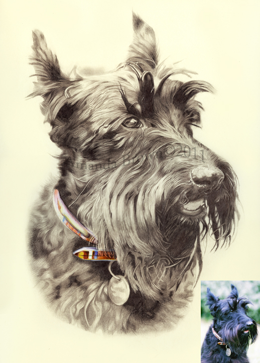 Scottish Terrier portraits