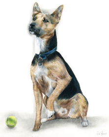 Penny dog portrait