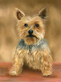 Barney Yorkshire Terrier