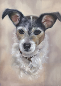 Jack Russell portraits