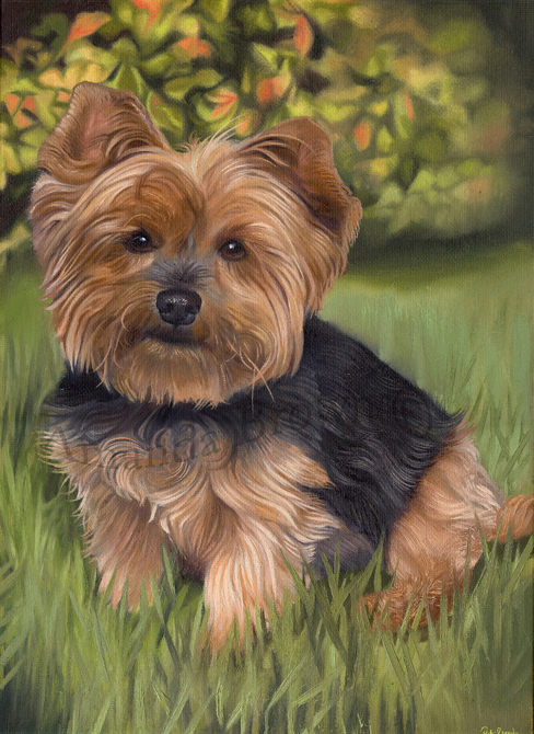 Holly Yorkshire terrier picture