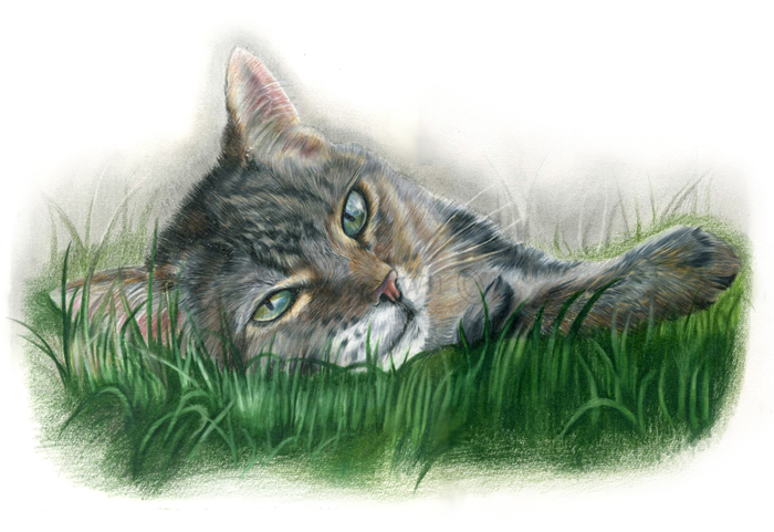 Mollie cat drawing