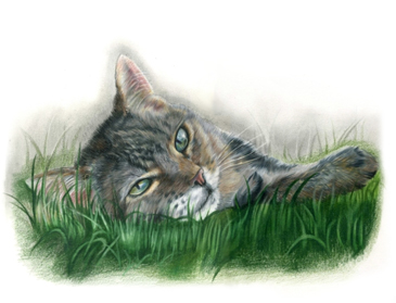 Mollie cat portrait