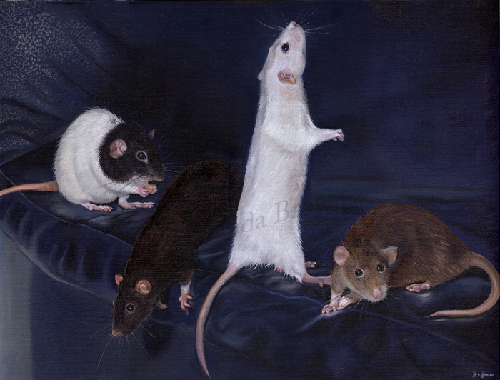 Rat portrait