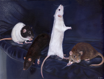 Rat portraits