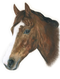 Tia Horse