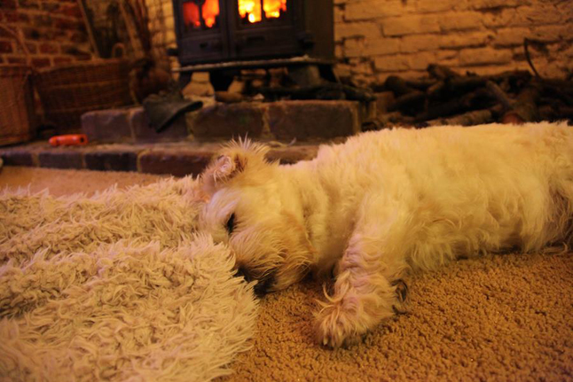 Toby Next to the fire
